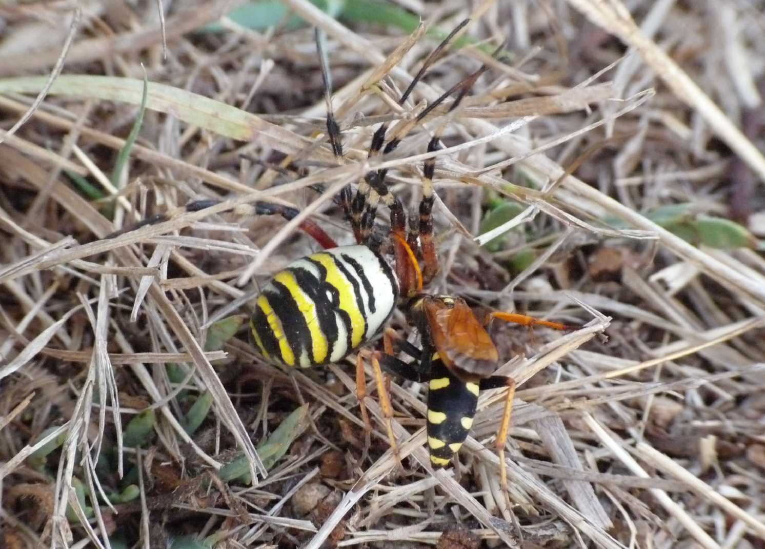 Batozonellus lacerticida con Argiope bruennichi